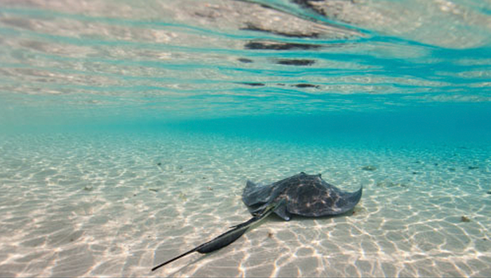 Bimini Blue Adventures